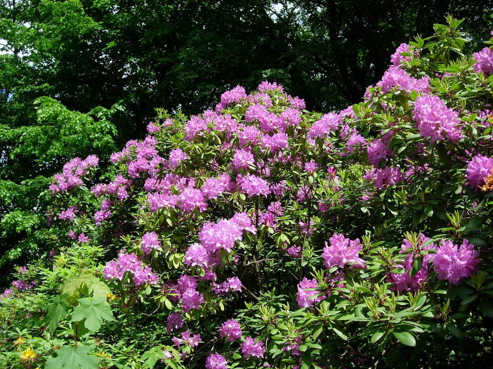 rhododendron bokor